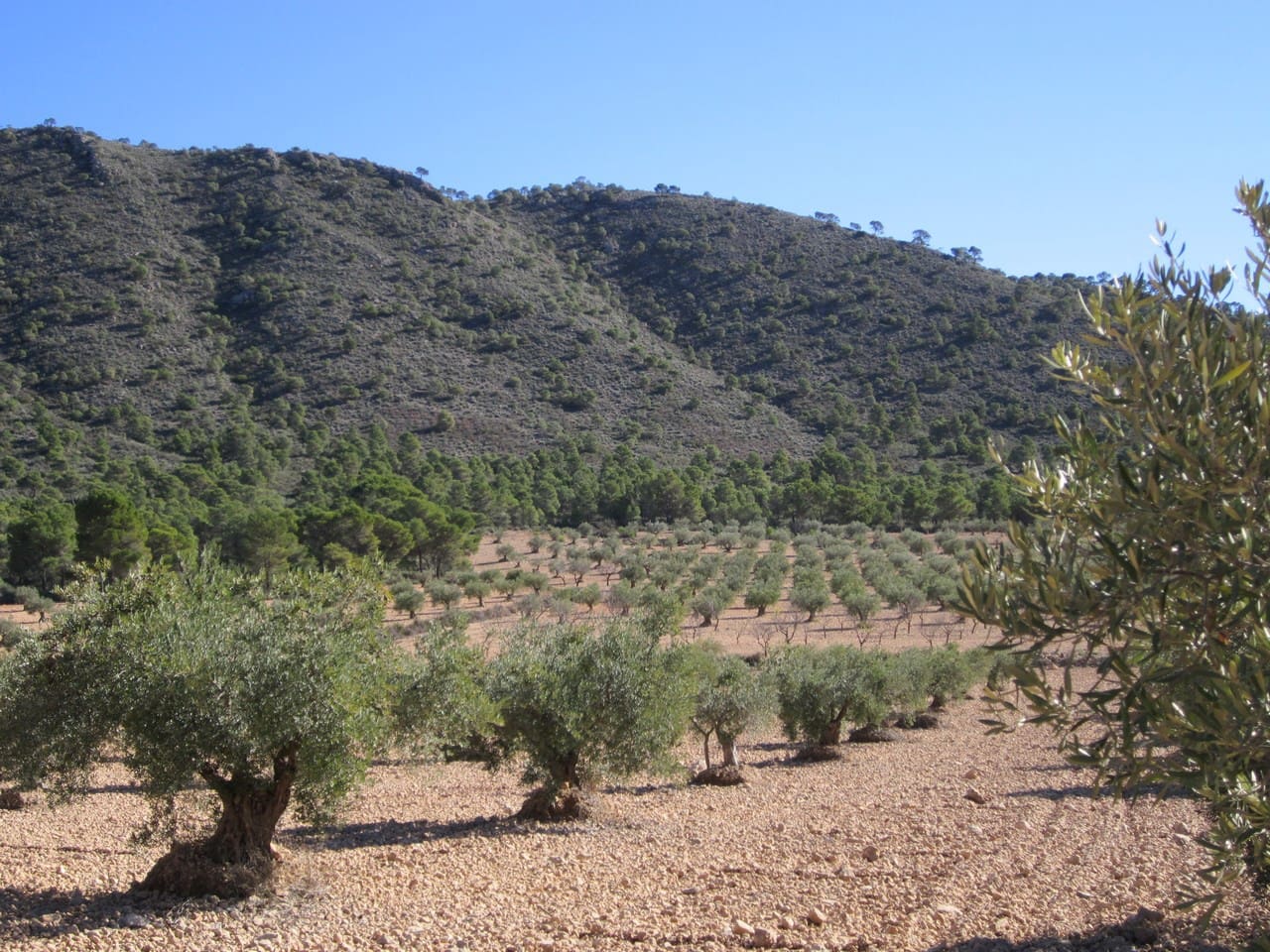 Terre non Aménagée à vendre à Yecla - 24 000 € (Ref: 8951197)