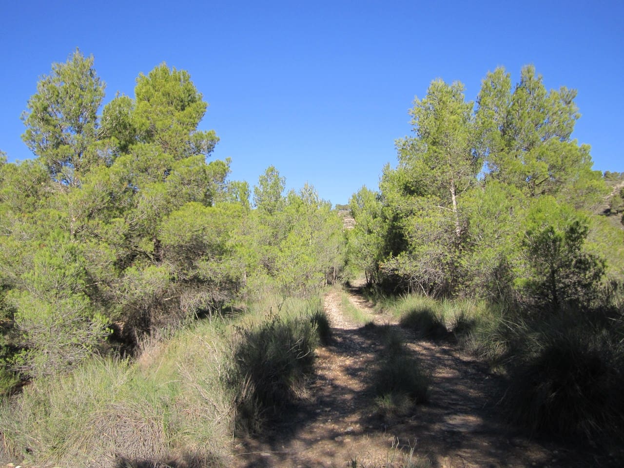 Terre non Aménagée à vendre à Yecla - 24 000 € (Ref: 8951197)