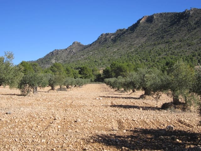 Terre non Aménagée à vendre à Yecla - 24 000 € (Ref: 8951197)