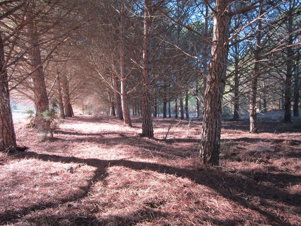 Grond te koop in Yecla - € 12.000 (Ref: 8951198)