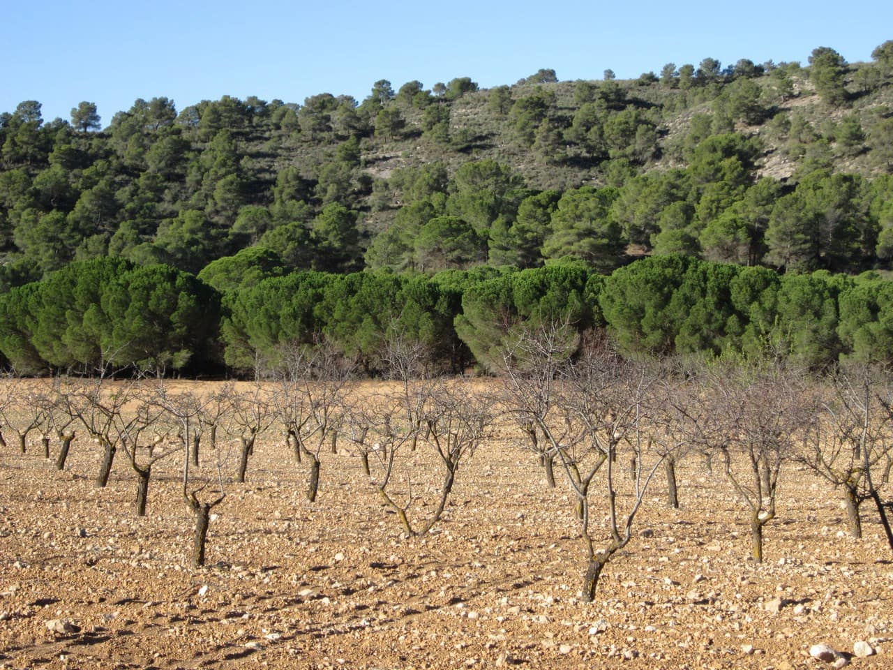 Terre non Aménagée à vendre à Yecla - 12 000 € (Ref: 8951198)