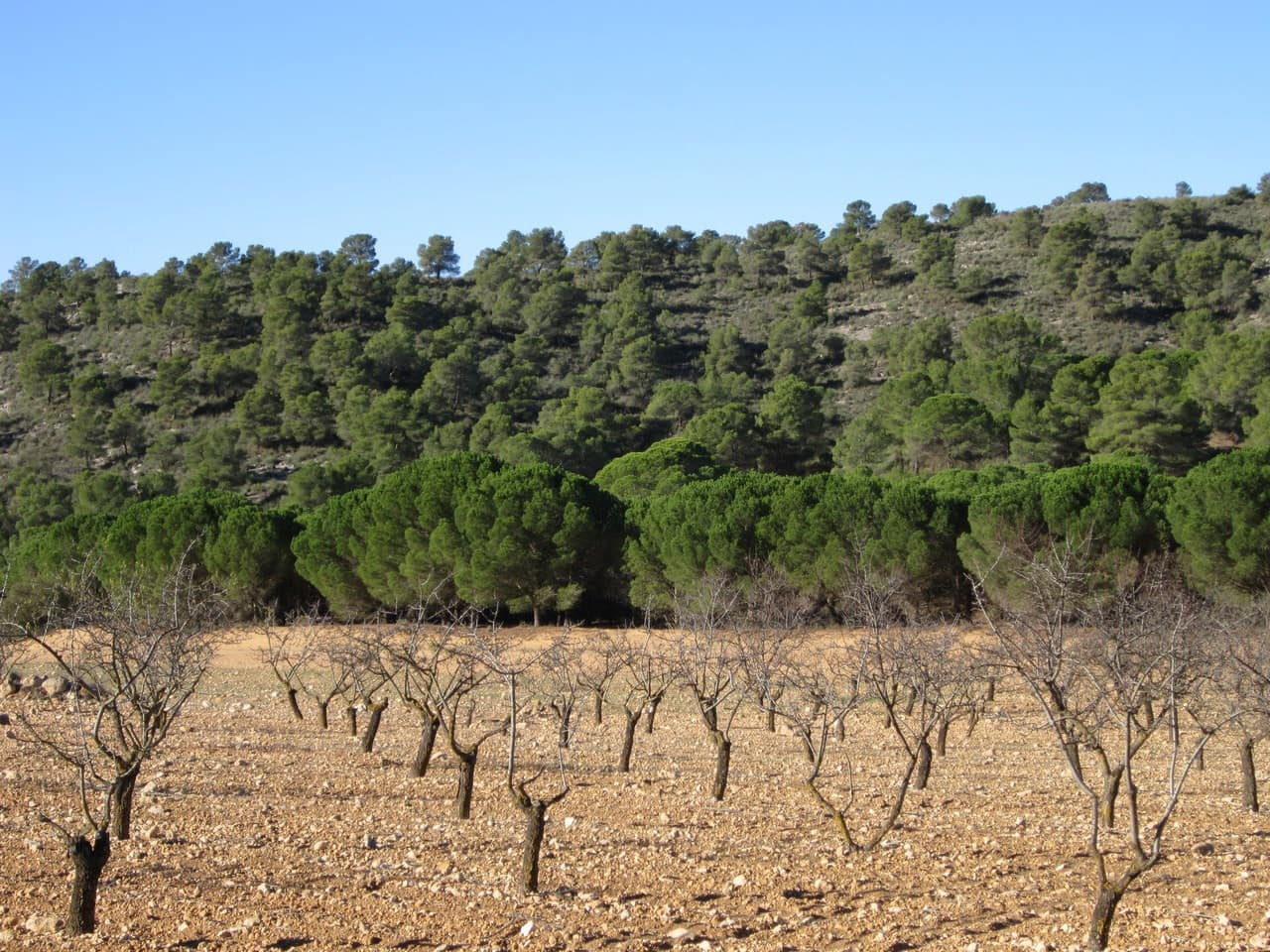 Terre non Aménagée à vendre à Yecla - 12 000 € (Ref: 8951198)