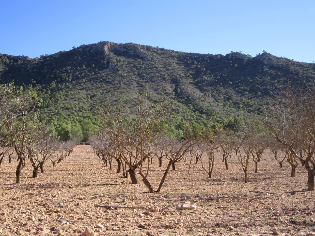 Terre non Aménagée à vendre à Yecla - 12 000 € (Ref: 8951198)