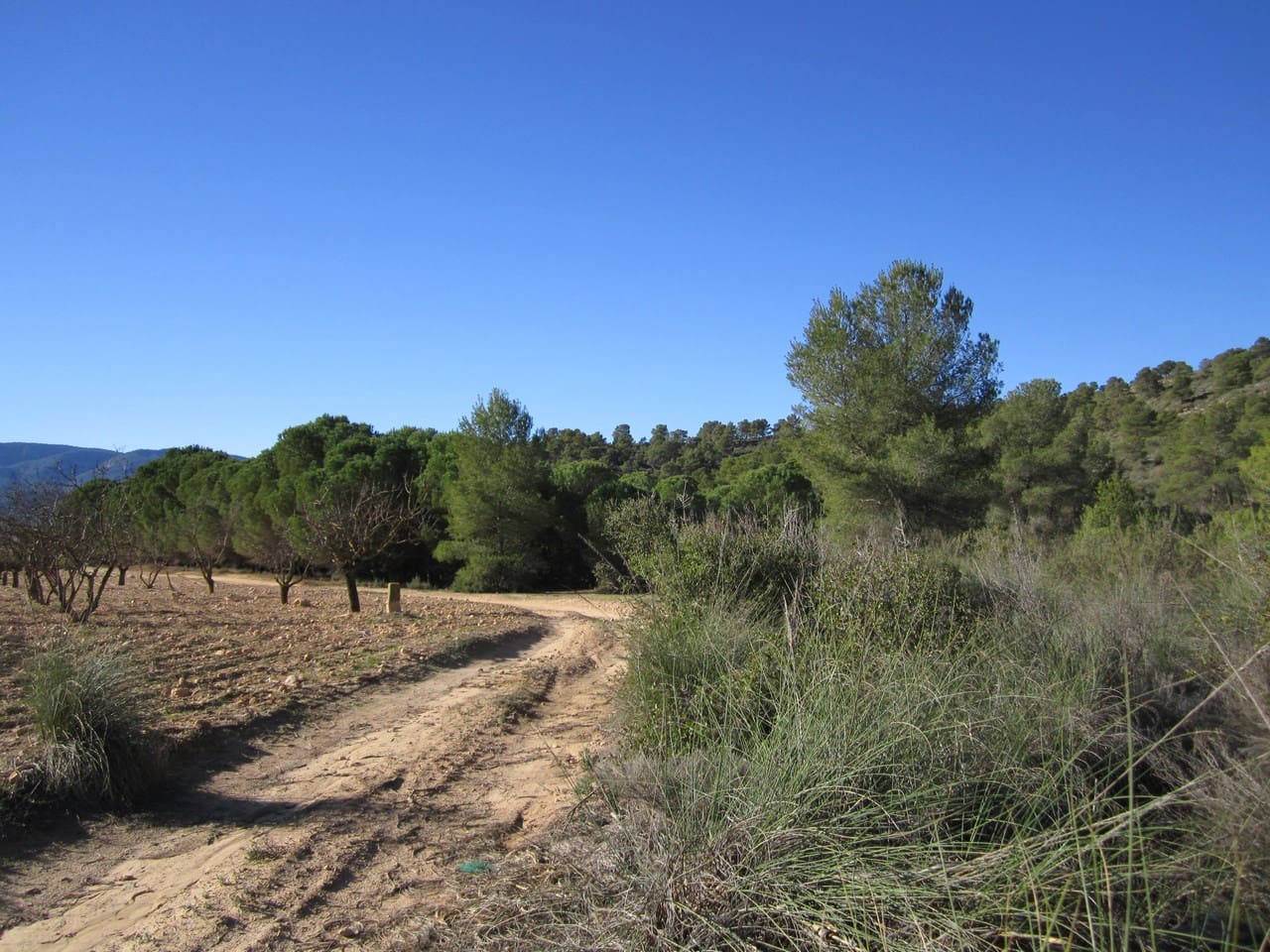 Terre non Aménagée à vendre à Yecla - 12 000 € (Ref: 8951198)