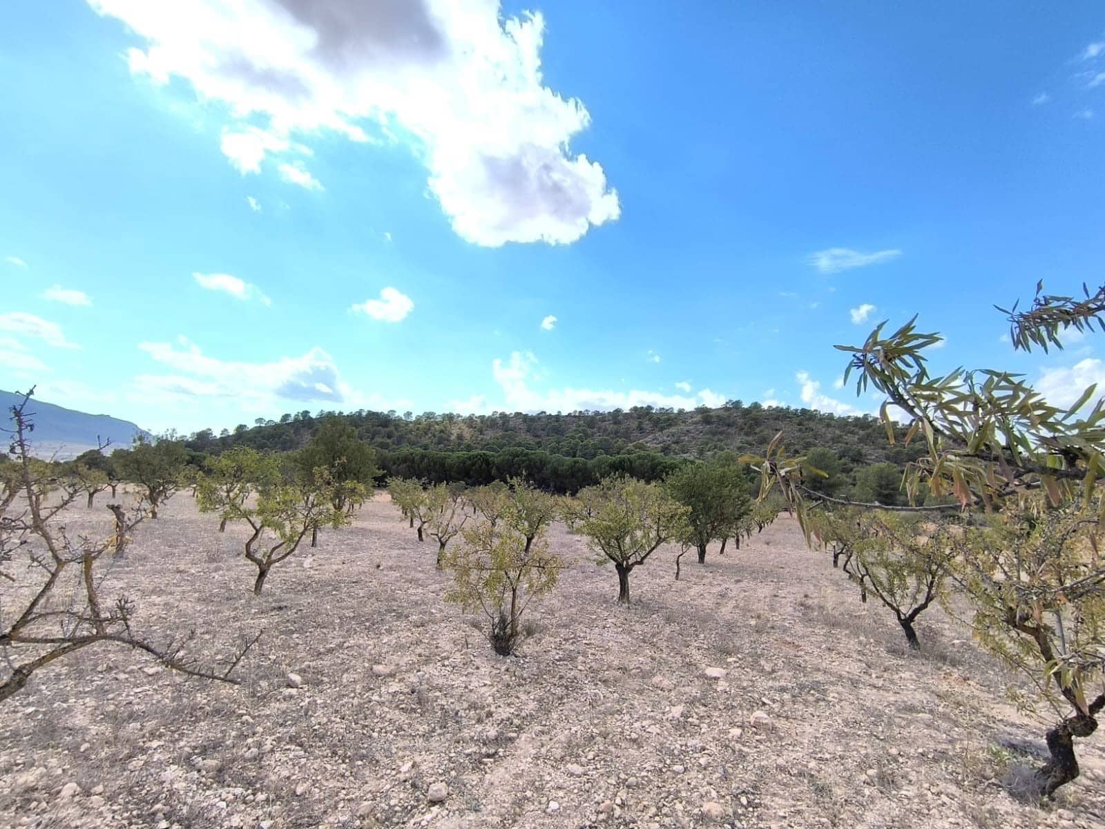 Terre non Aménagée à vendre à Yecla - 12 000 € (Ref: 8951198)