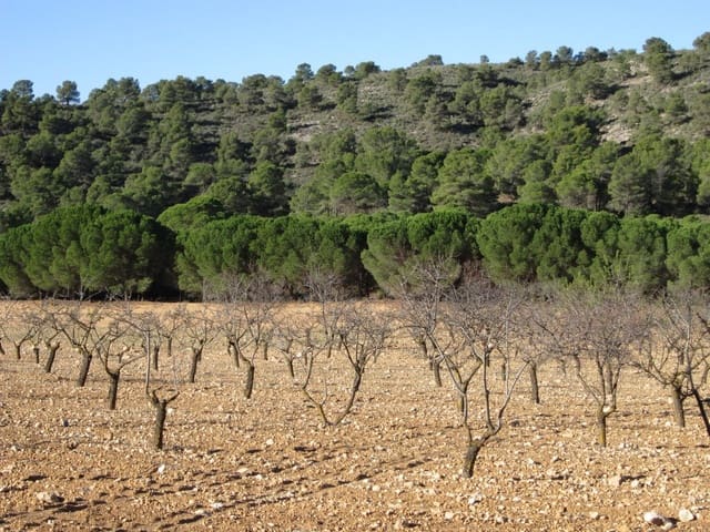 Terreno Non Edificato in vendita in Yecla - 12.000 € (Rif: 8951198)