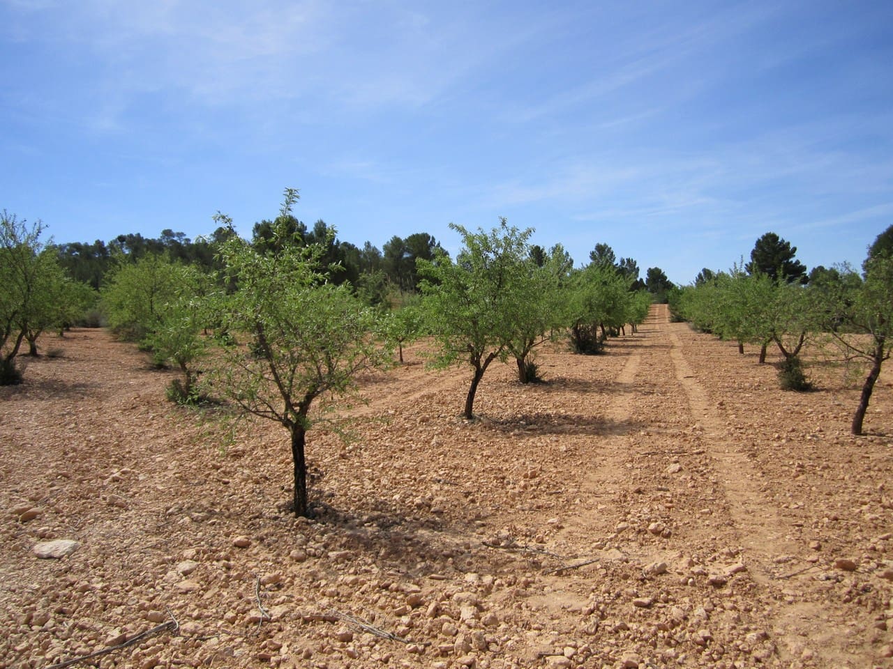 Mark till salu i Yecla - 14 000 € (Ref: 8951199)