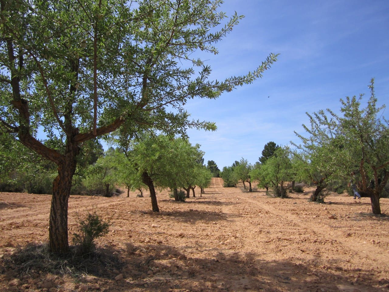 Terre non Aménagée à vendre à Yecla - 14 000 € (Ref: 8951199)