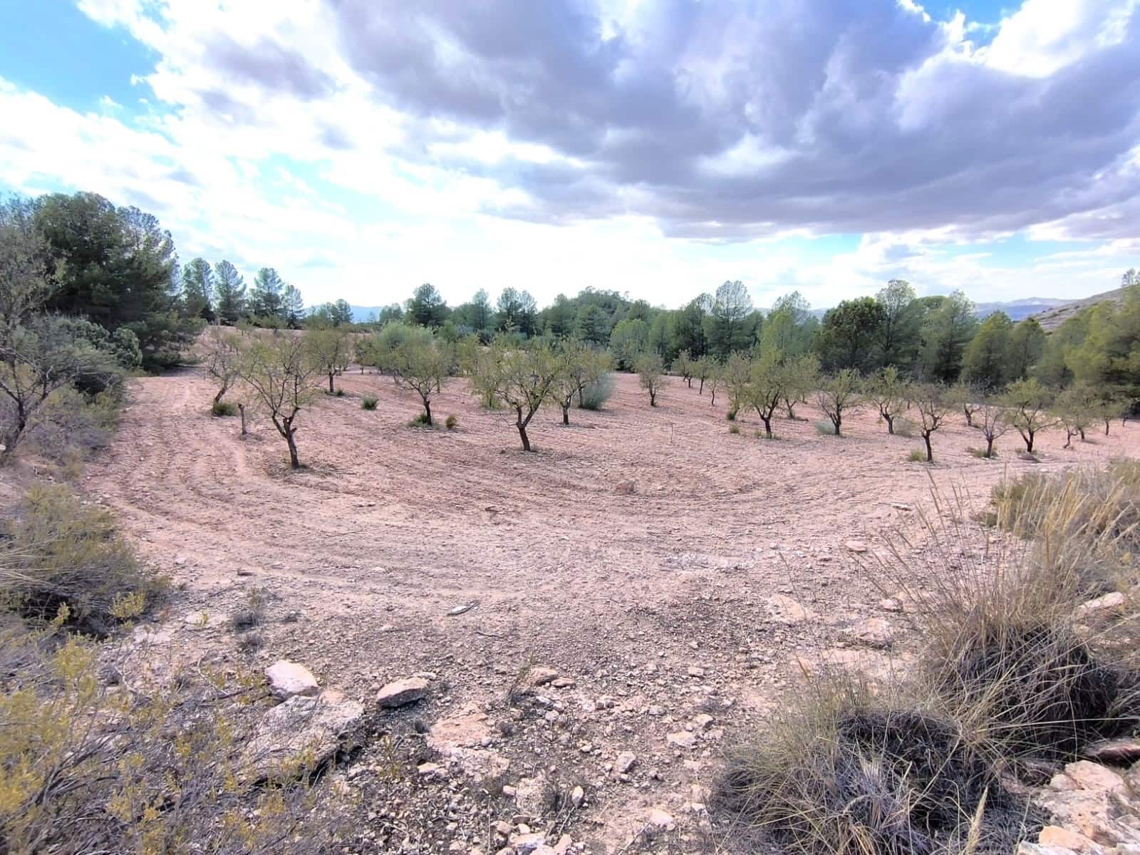 Terre non Aménagée à vendre à Yecla - 14 000 € (Ref: 8951199)
