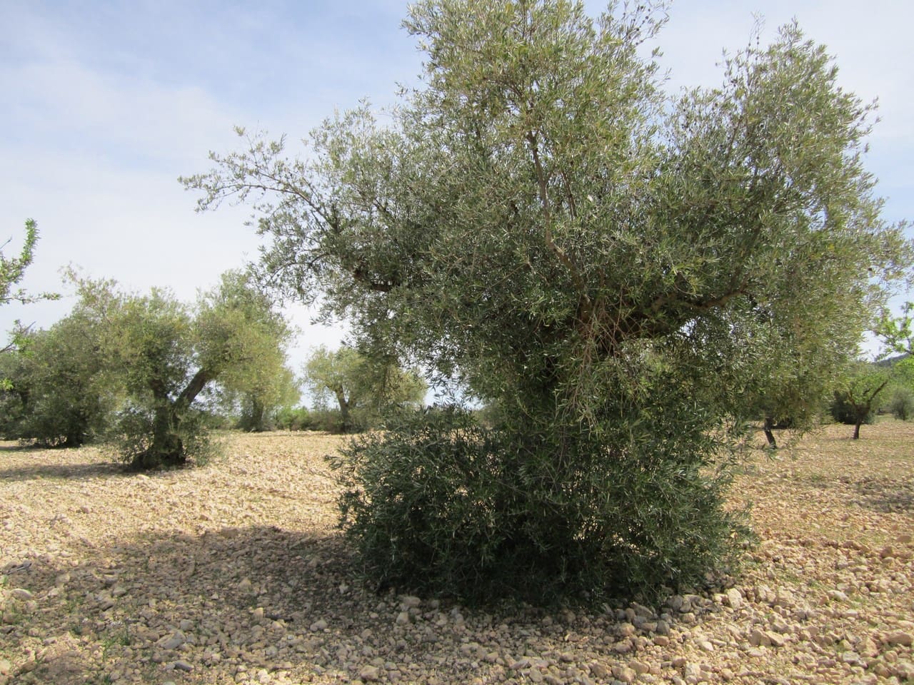 Mark till salu i Yecla - 15 000 € (Ref: 8951201)