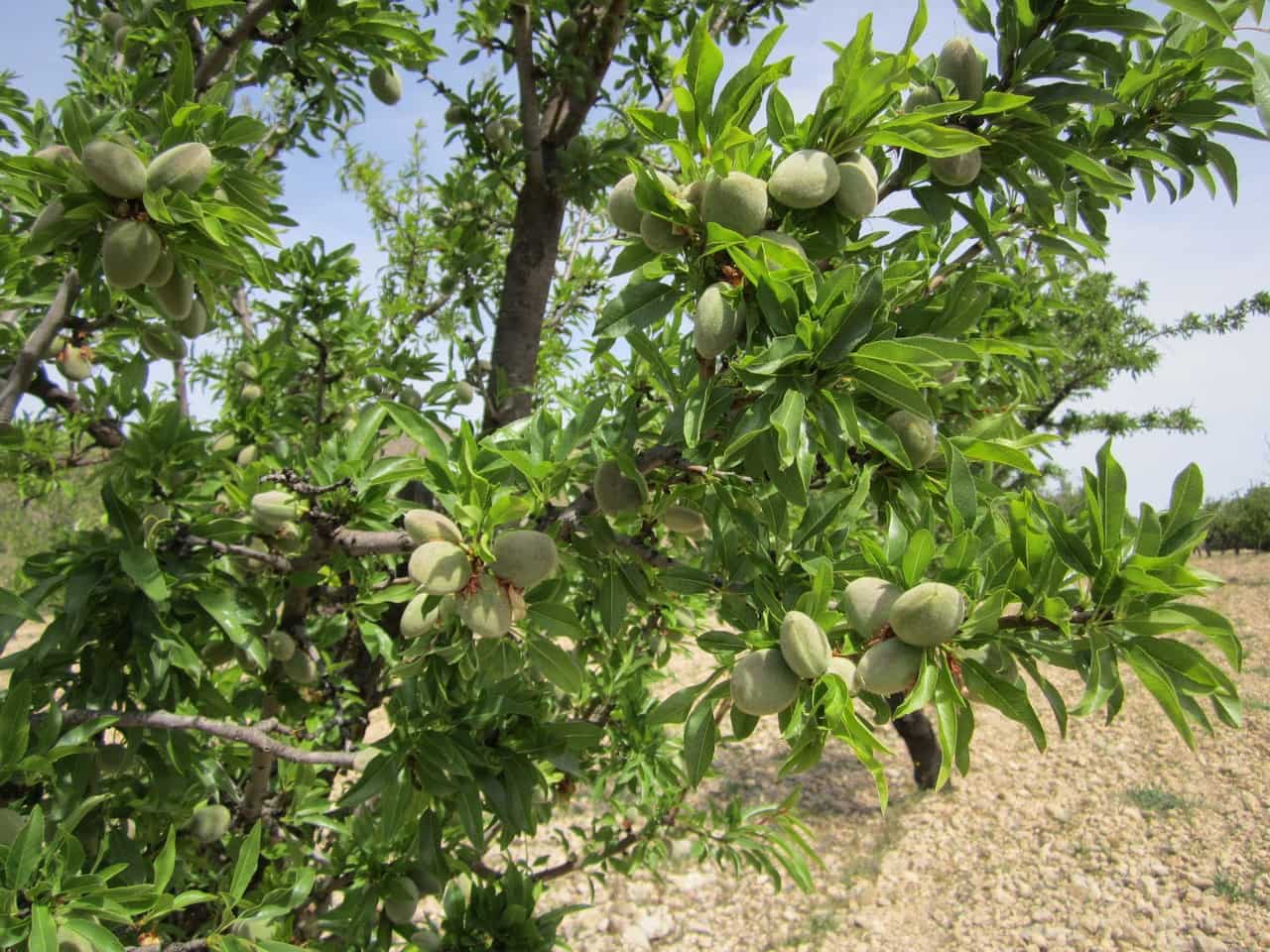 Mark till salu i Yecla - 15 000 € (Ref: 8951201)