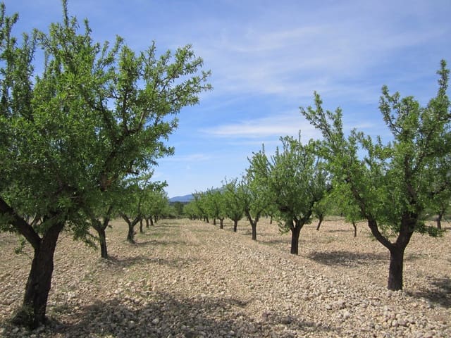 Grond te koop in Yecla - € 15.000 (Ref: 8951201)