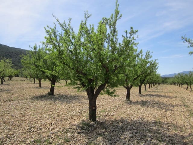 Terre non Aménagée à vendre à Yecla - 15 000 € (Ref: 8951201)