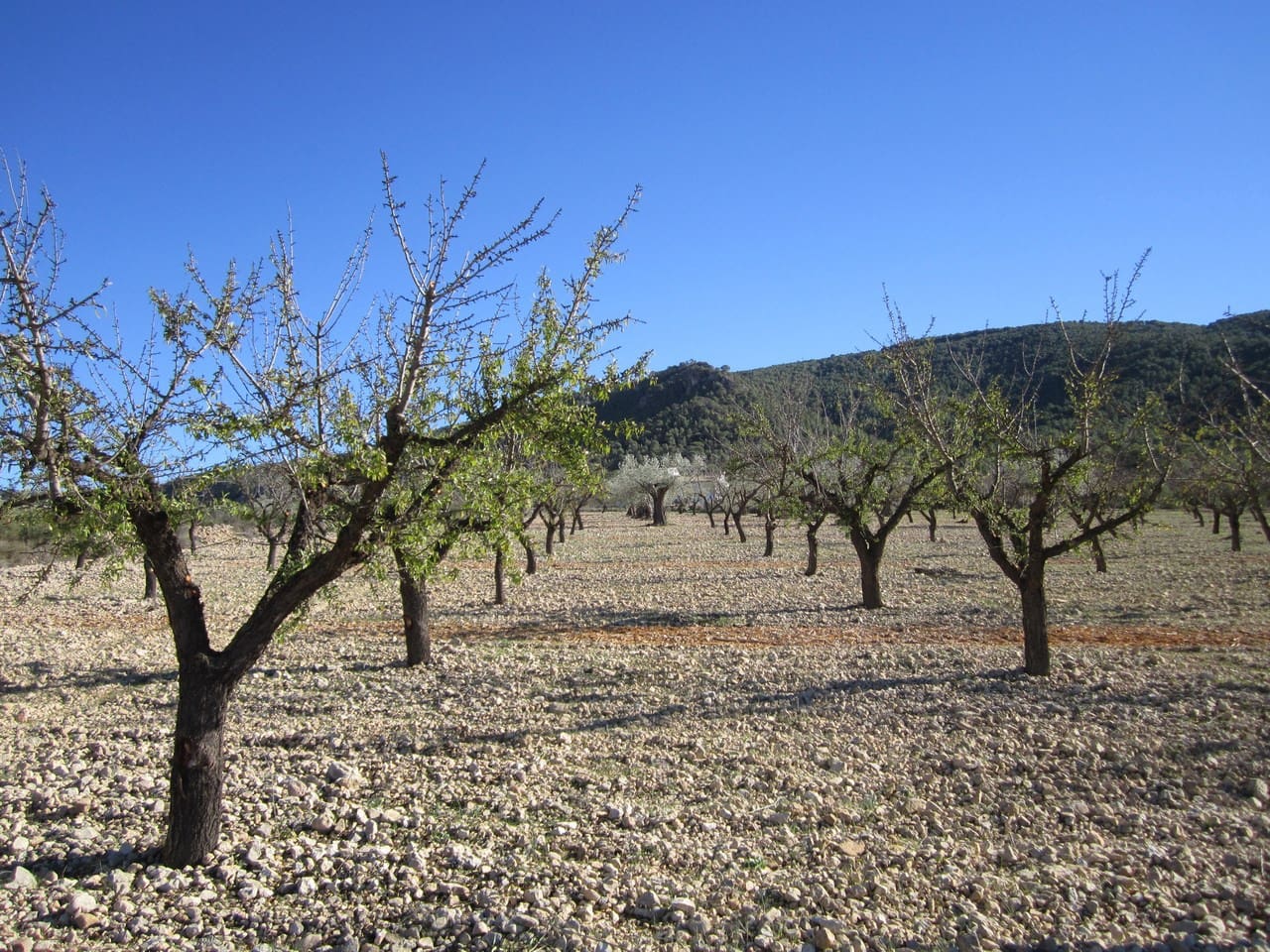 Grunde uden byggetilladelser til salg i Villena - € 24.000 (Ref: 8951230)