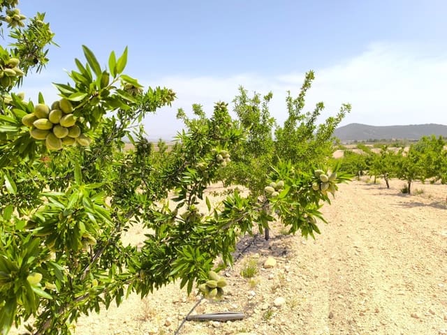 Undeveloped Land for sale in Ubeda, Pinoso - € 79,900 (Ref: 9009984)