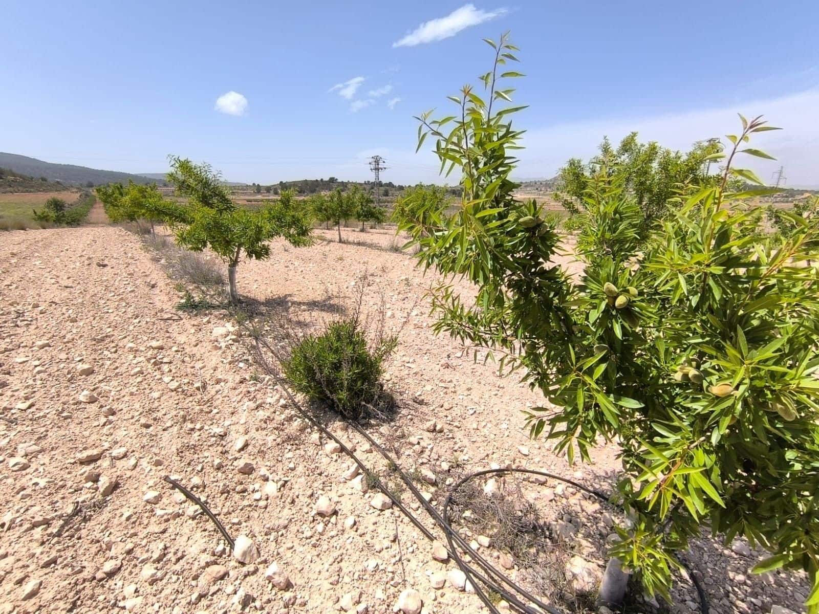Undeveloped Land for sale in Monovar / Monover - € 46,900 (Ref: 9016569)