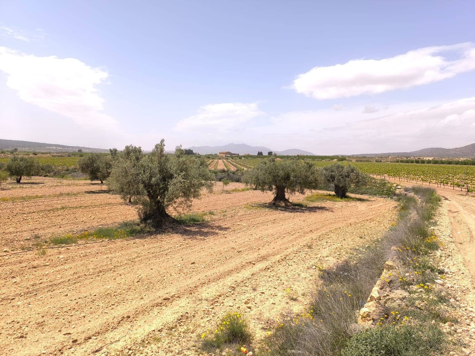 Ubebygd land til salgs i Pinoso - € 22 500 (Ref: 9022139)