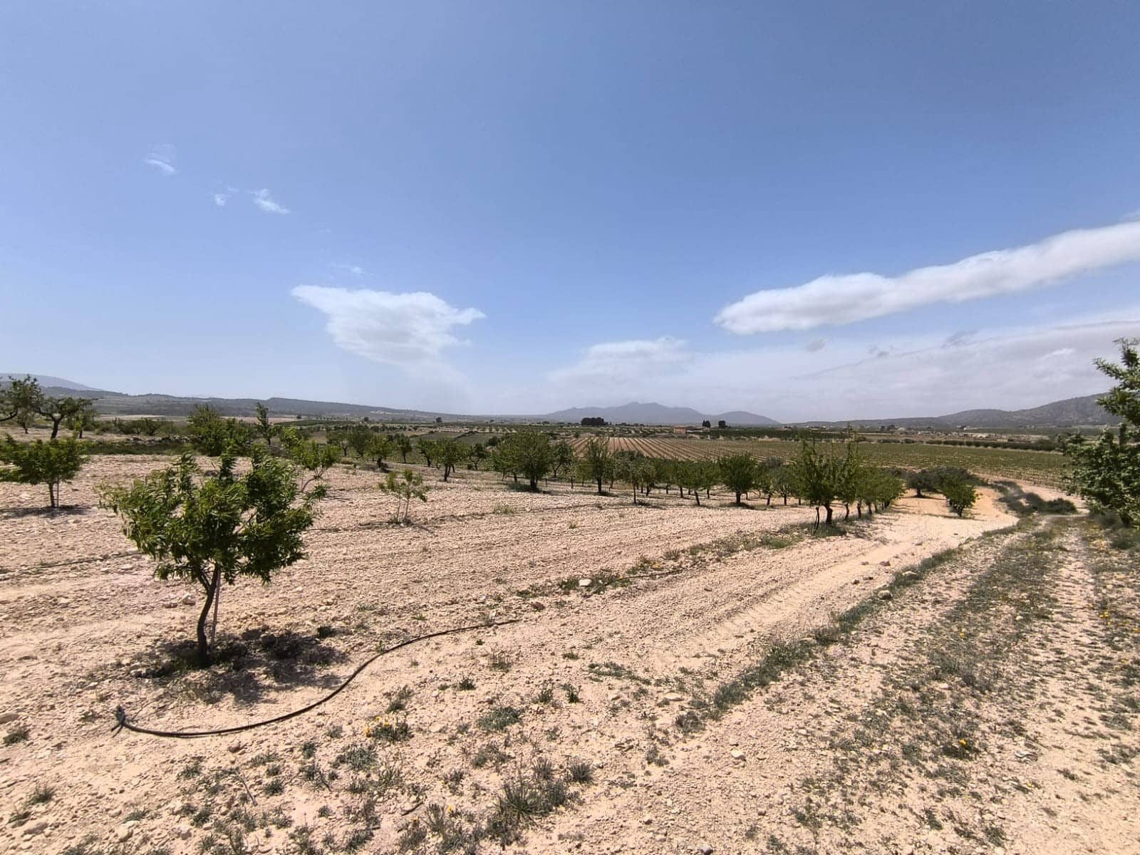 Ubebygd land til salgs i Pinoso - € 22 500 (Ref: 9022139)