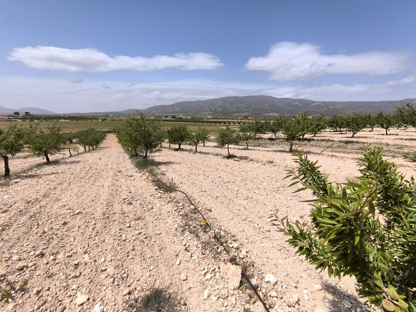Terreno/Finca Rústica en Pinoso en venta - 22.500 € (Ref: 9022139)