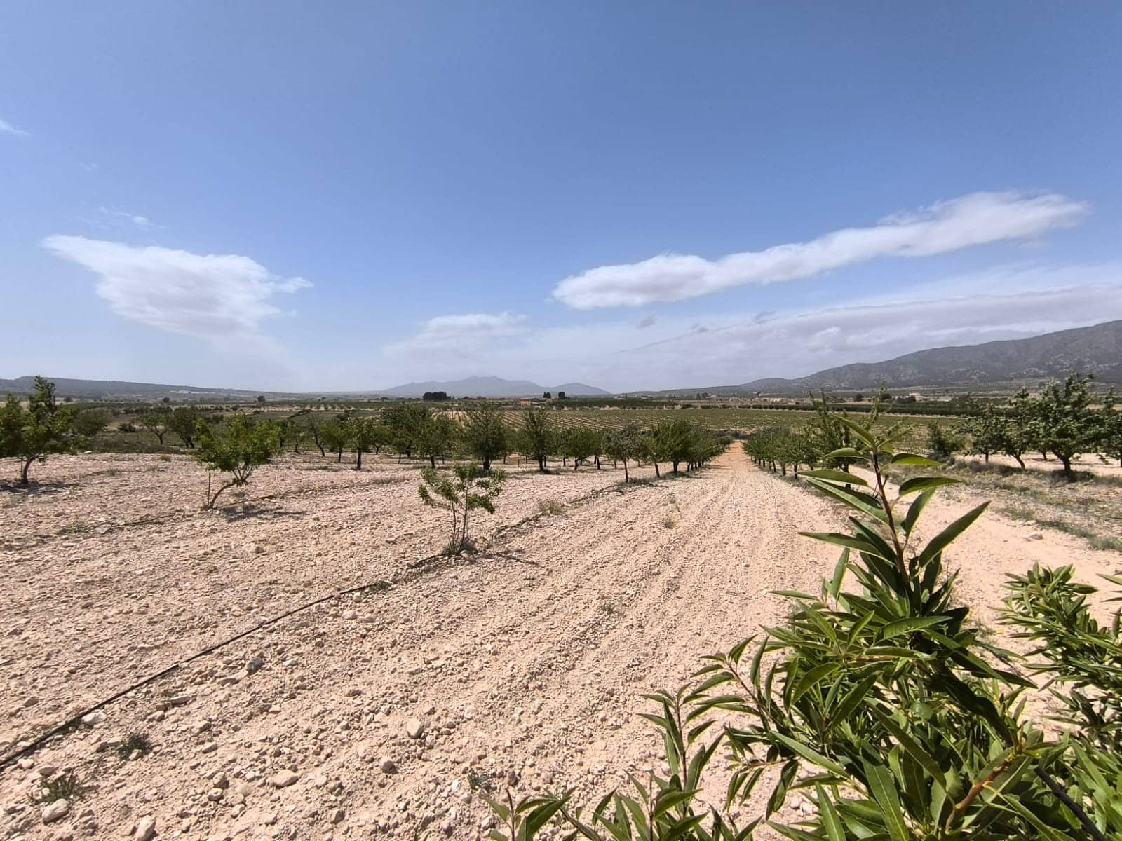 Terreno/Finca Rústica en Pinoso en venta - 22.500 € (Ref: 9022139)