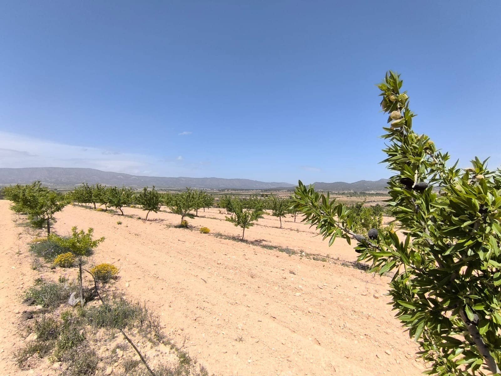 Grond te koop in Monovar / Monover - € 44.900 (Ref: 9022140)