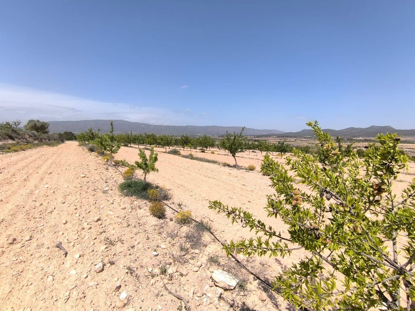 Undeveloped Land for sale in Monovar / Monover - € 44,900 (Ref: 9022140)
