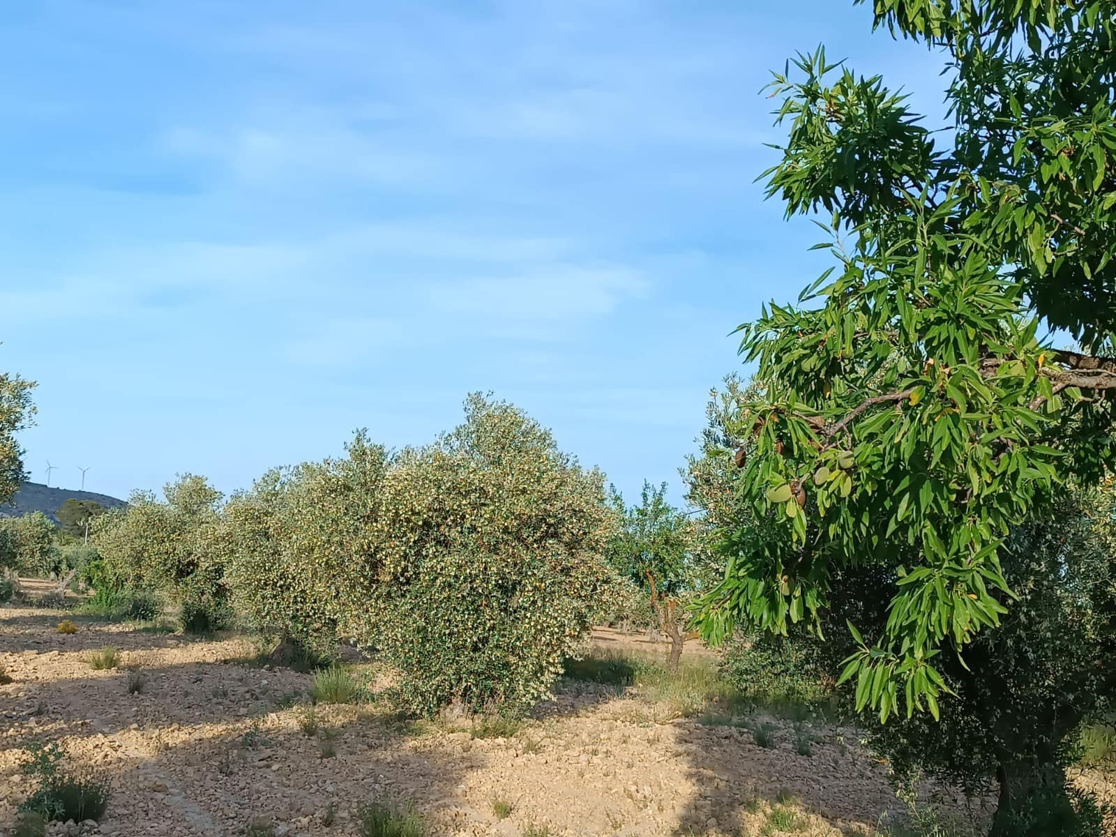 2 slaapkamer Finca/Landhuis te koop in Yecla - € 98.000 (Ref: 9046503)