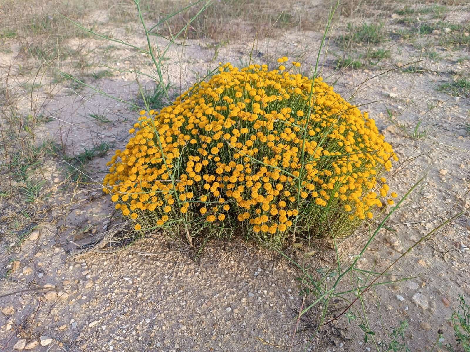 2 slaapkamer Finca/Landhuis te koop in Yecla - € 98.000 (Ref: 9046503)