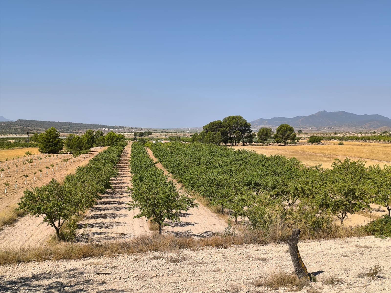 Ubebygd land til salgs i Monovar / Monover - € 45 500 (Ref: 9049149)