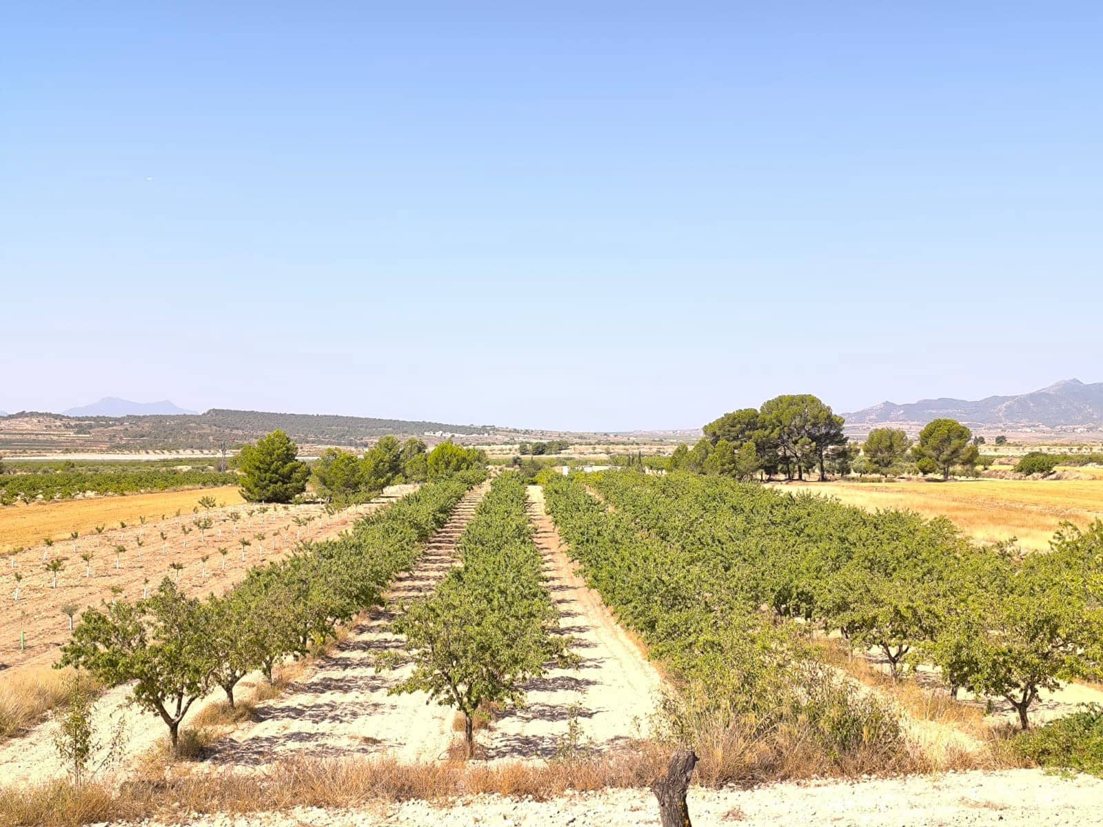 Ubebygd land til salgs i Monovar / Monover - € 45 500 (Ref: 9049149)