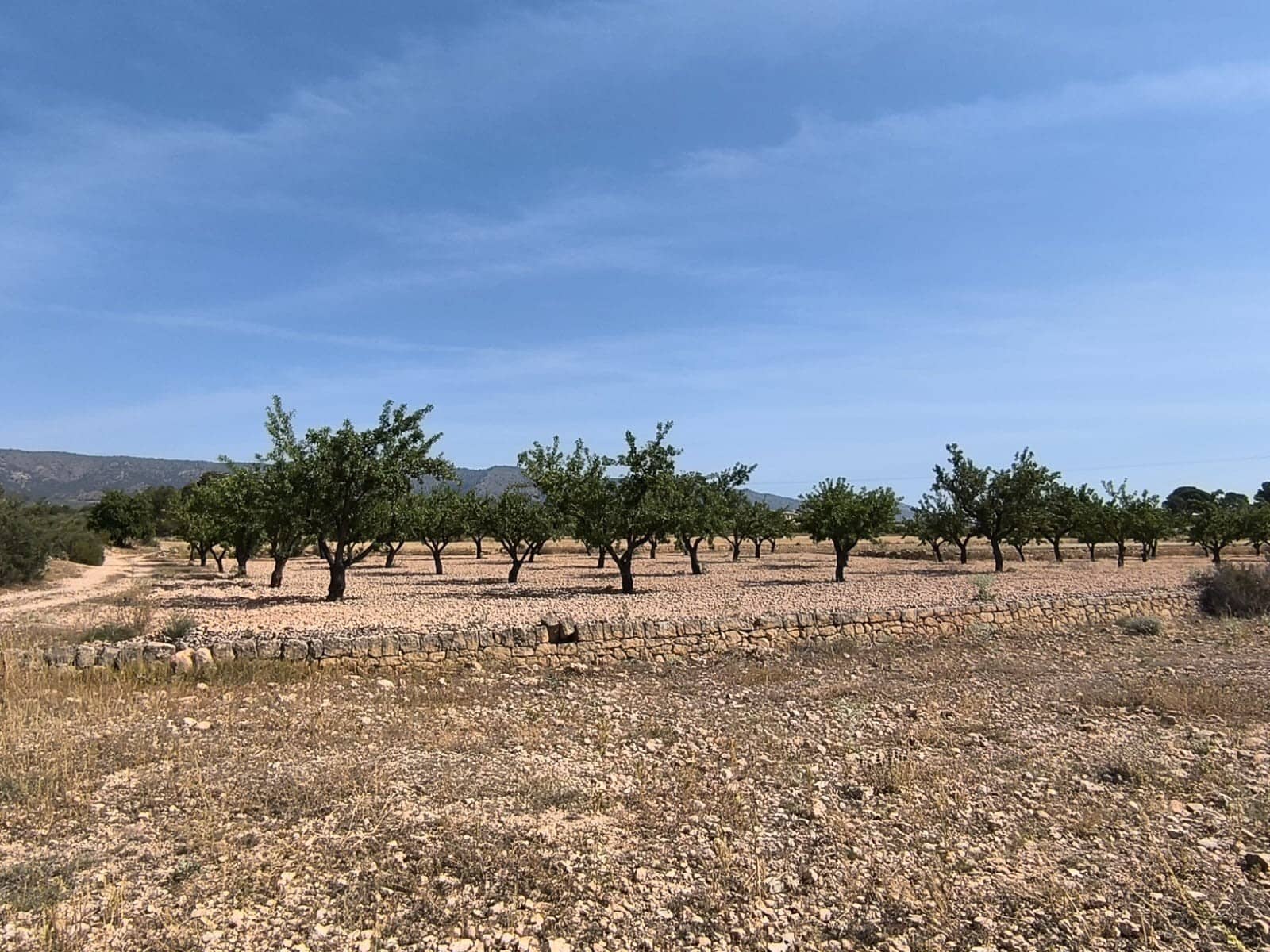 Terreno Non Edificato in vendita in Monovar / Monover - 16.500 € (Rif: 9049150)