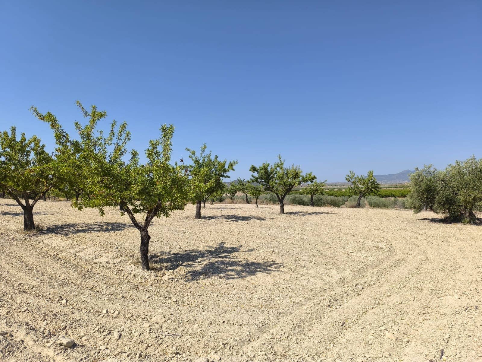 Terreno/Finca Rústica en Monóvar / Monóver en venta - 16.500 € (Ref: 9053601)