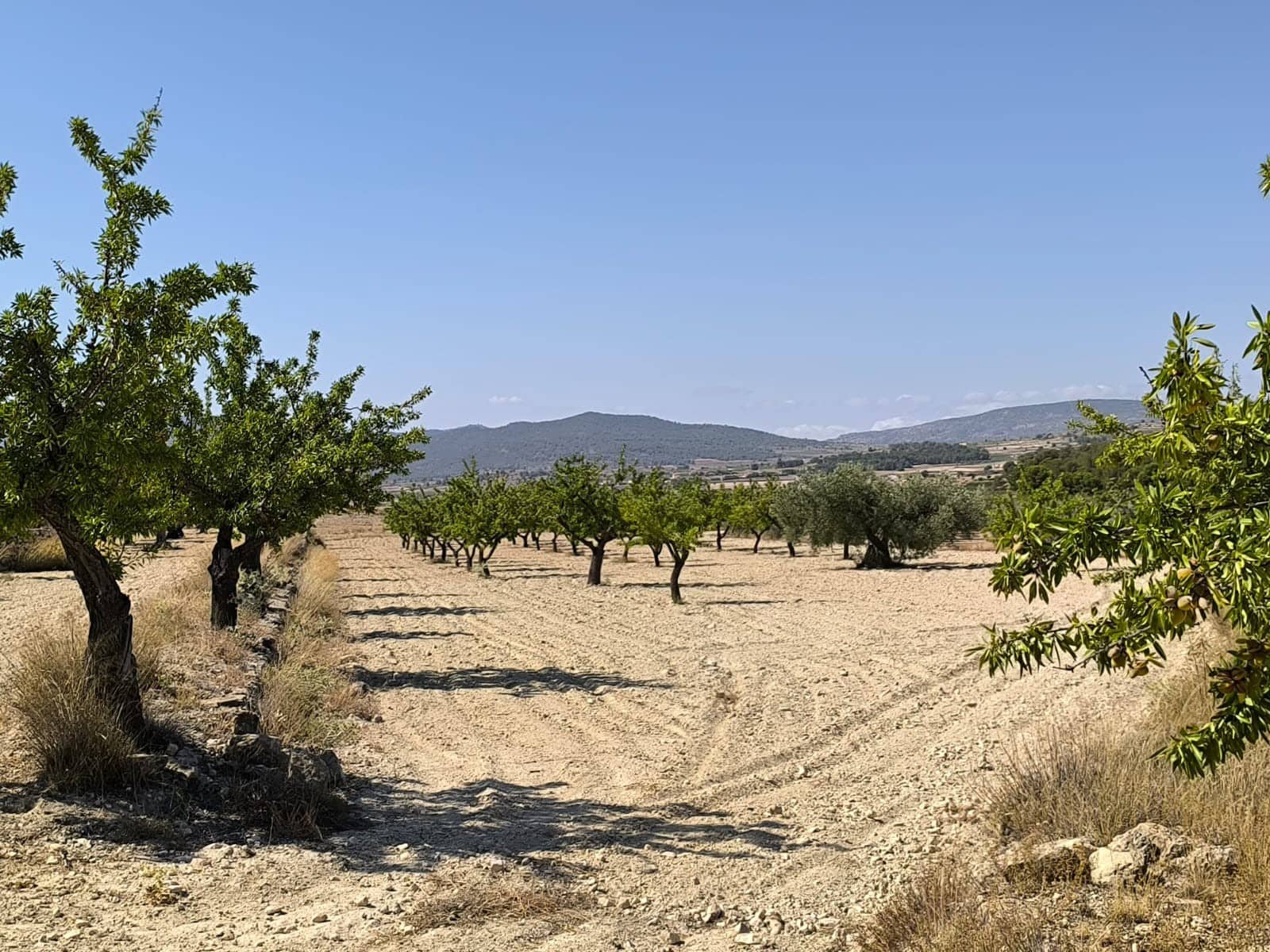 Terreno/Finca Rústica en Monóvar / Monóver en venta - 16.500 € (Ref: 9053601)