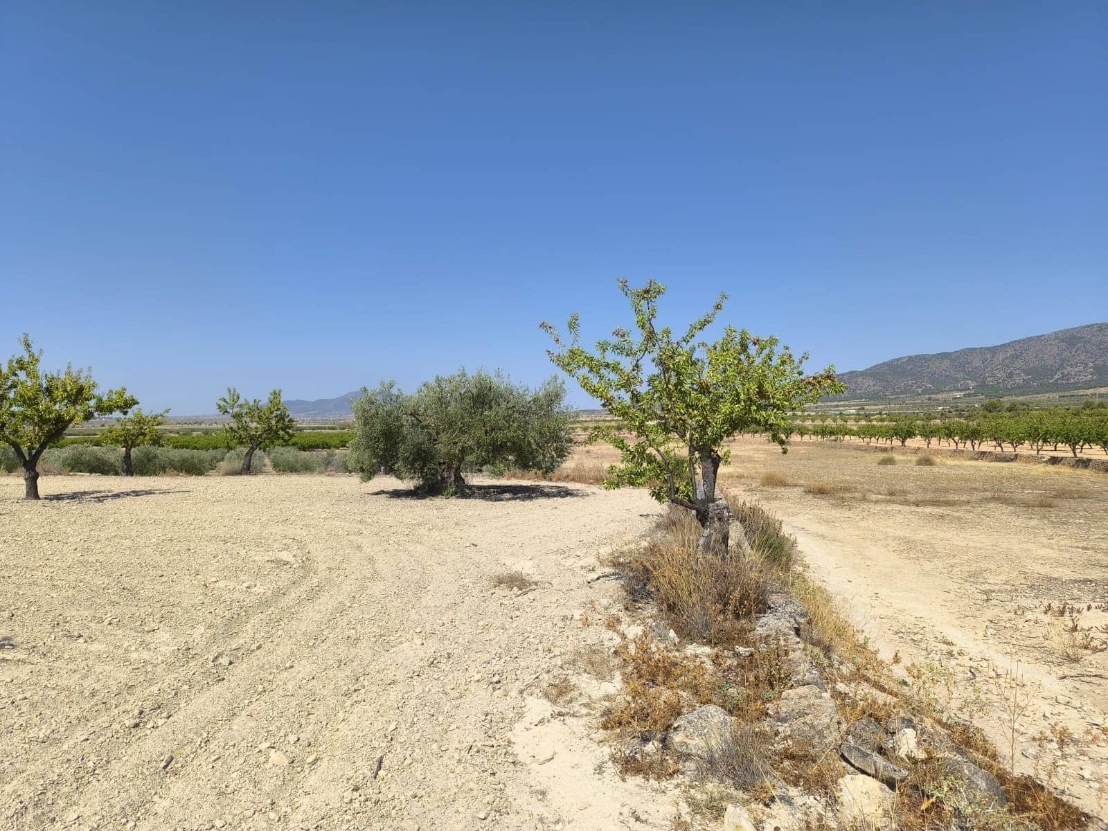 Terreno/Finca Rústica en Monóvar / Monóver en venta - 16.500 € (Ref: 9053601)