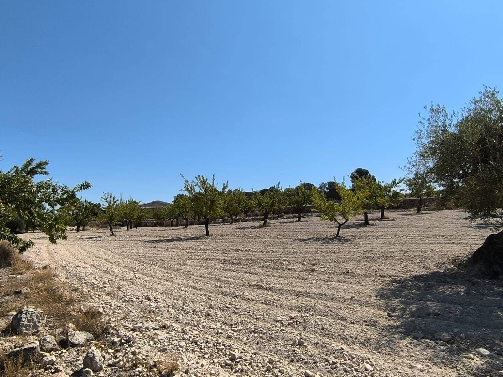 Terreno/Finca Rústica en Monóvar / Monóver en venta - 16.500 € (Ref: 9053601)