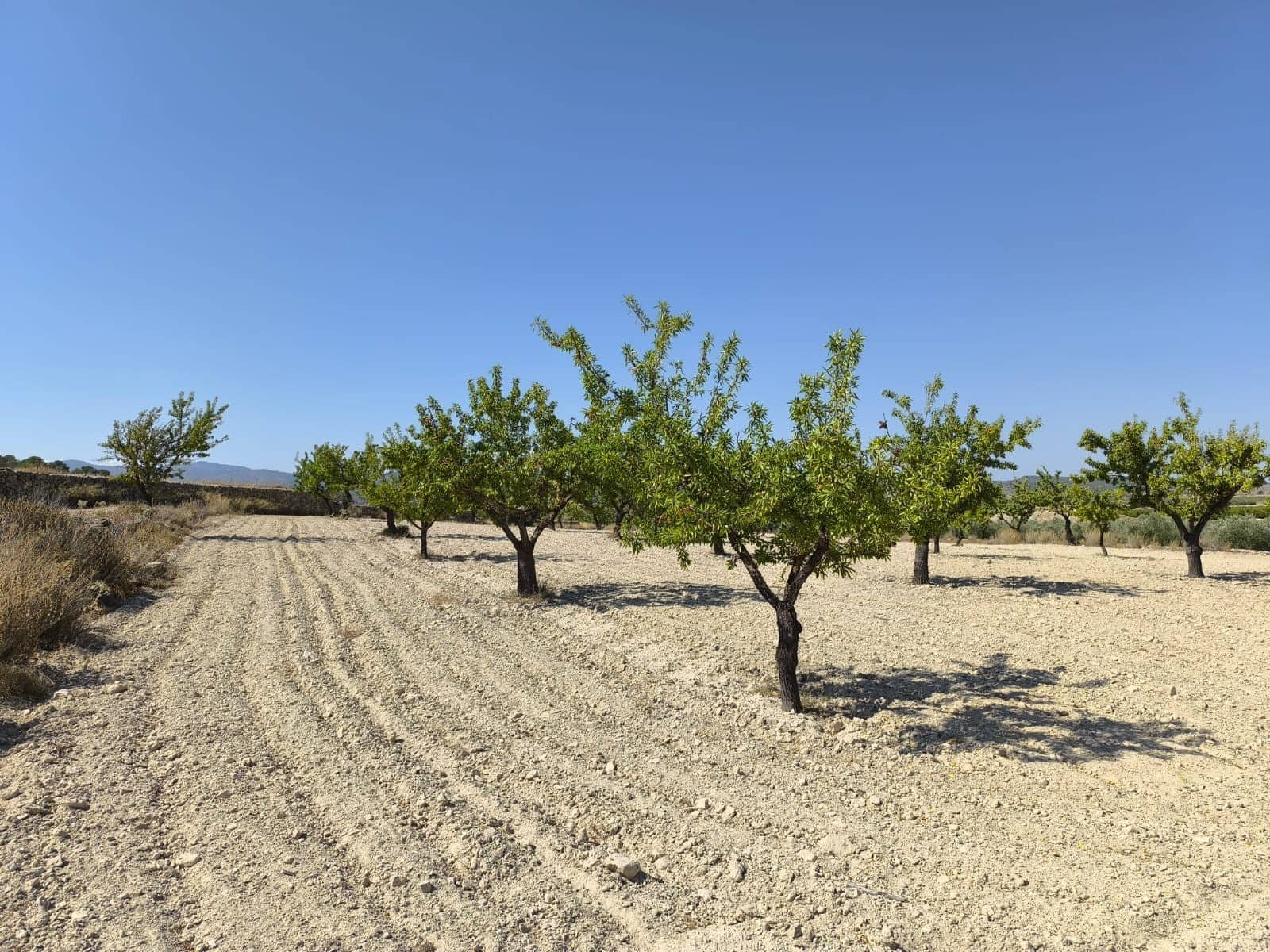 Terreno/Finca Rústica en Monóvar / Monóver en venta - 16.500 € (Ref: 9053601)