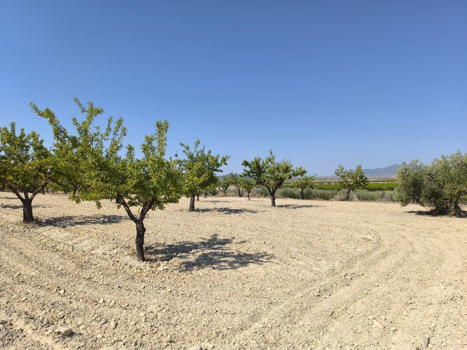 Undeveloped Land for sale in Monovar / Monover - € 16,500 (Ref: 9053601)