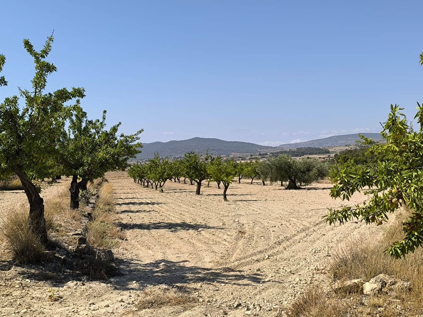 Undeveloped Land for sale in Monovar / Monover - € 16,500 (Ref: 9053601)