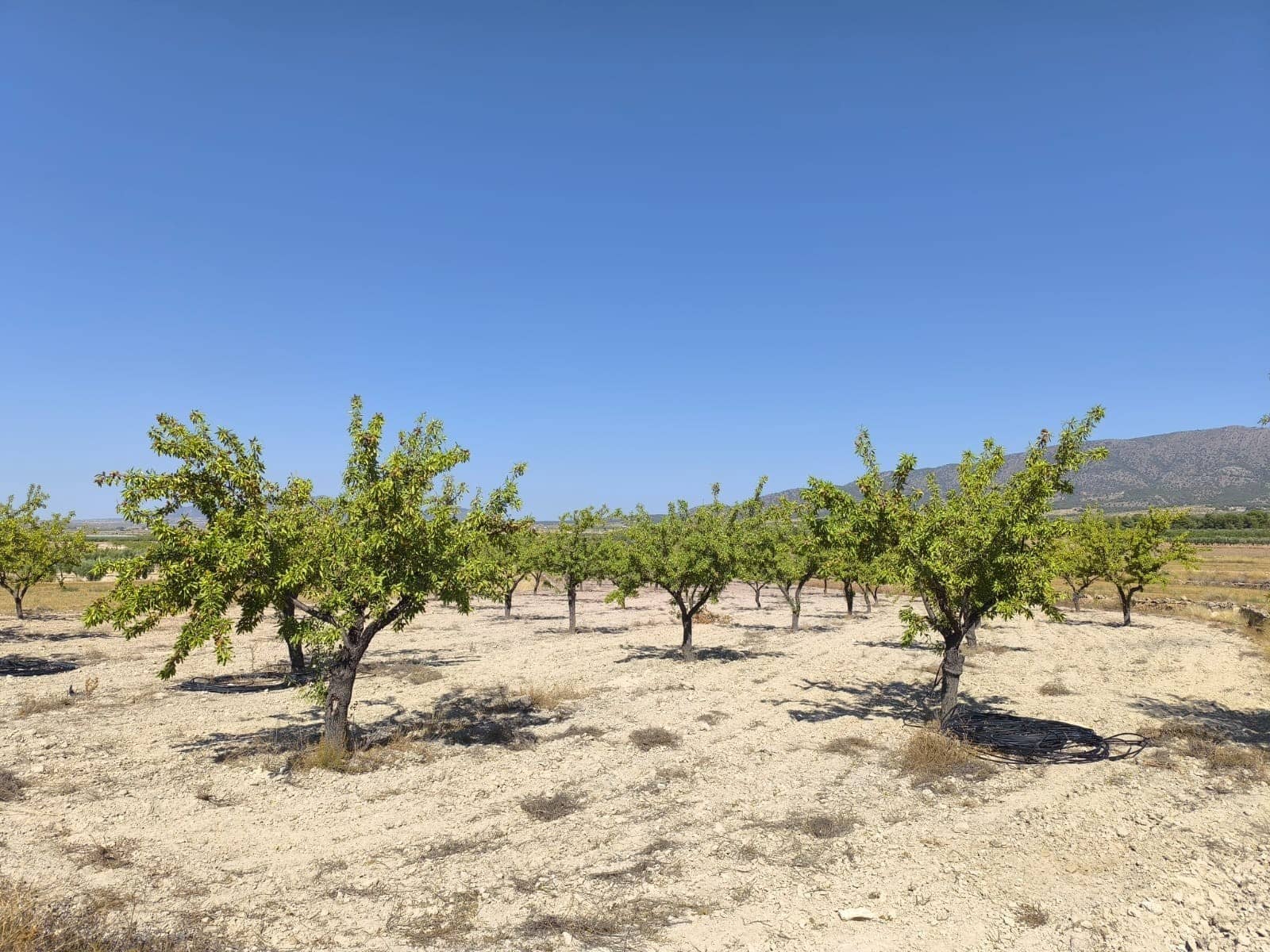 Grond te koop in Monovar / Monover - € 12.500 (Ref: 9053602)