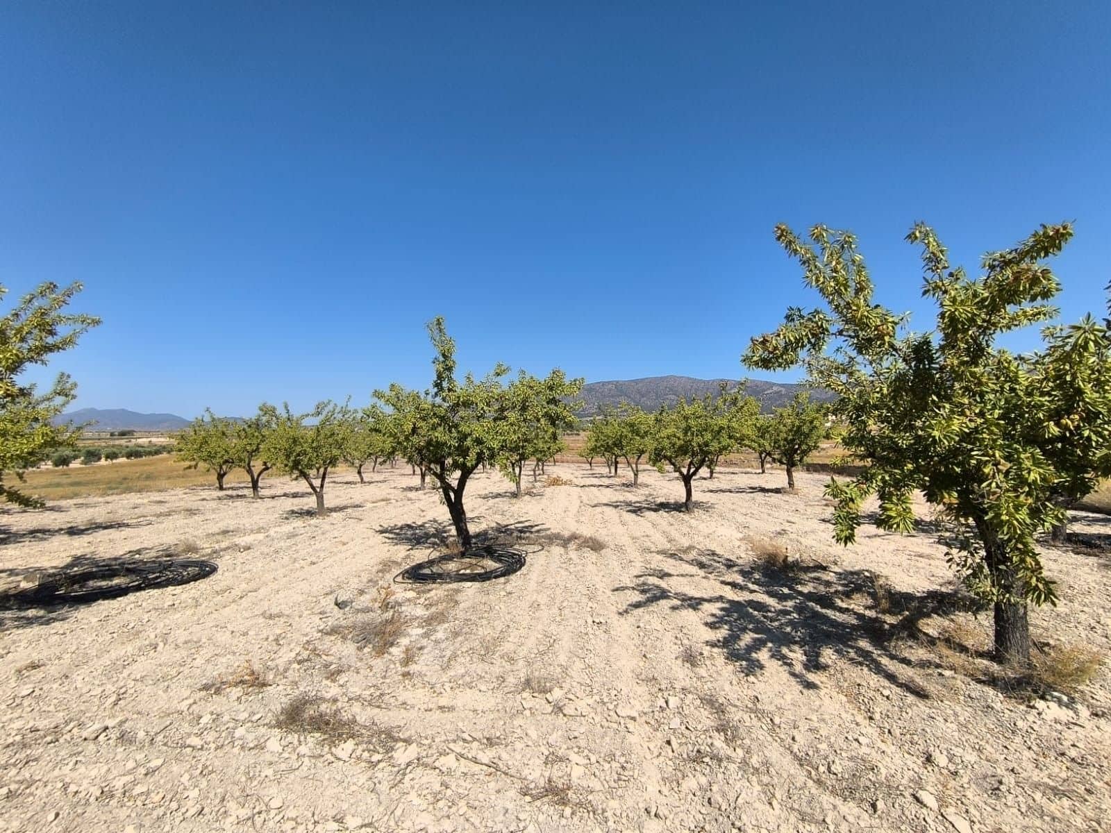 Undeveloped Land for sale in Monovar / Monover - € 12,500 (Ref: 9053602)