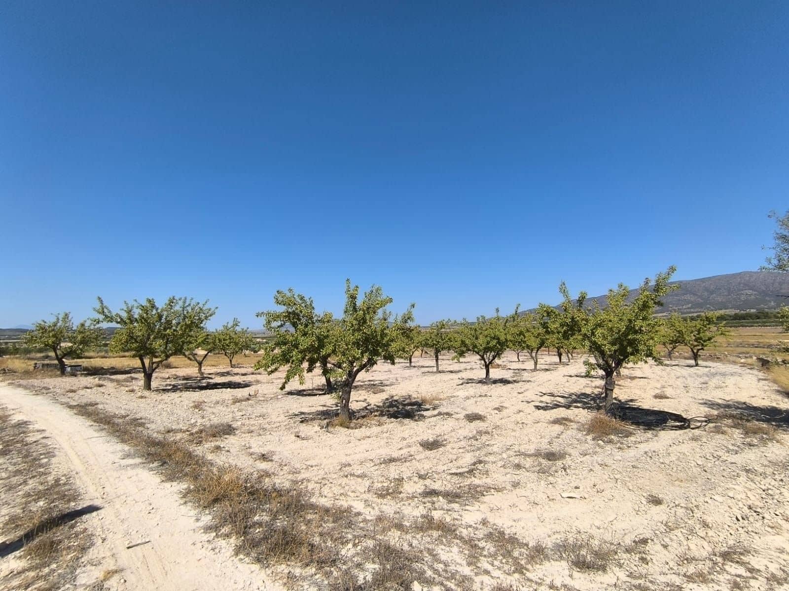 Undeveloped Land for sale in Monovar / Monover - € 12,500 (Ref: 9053602)