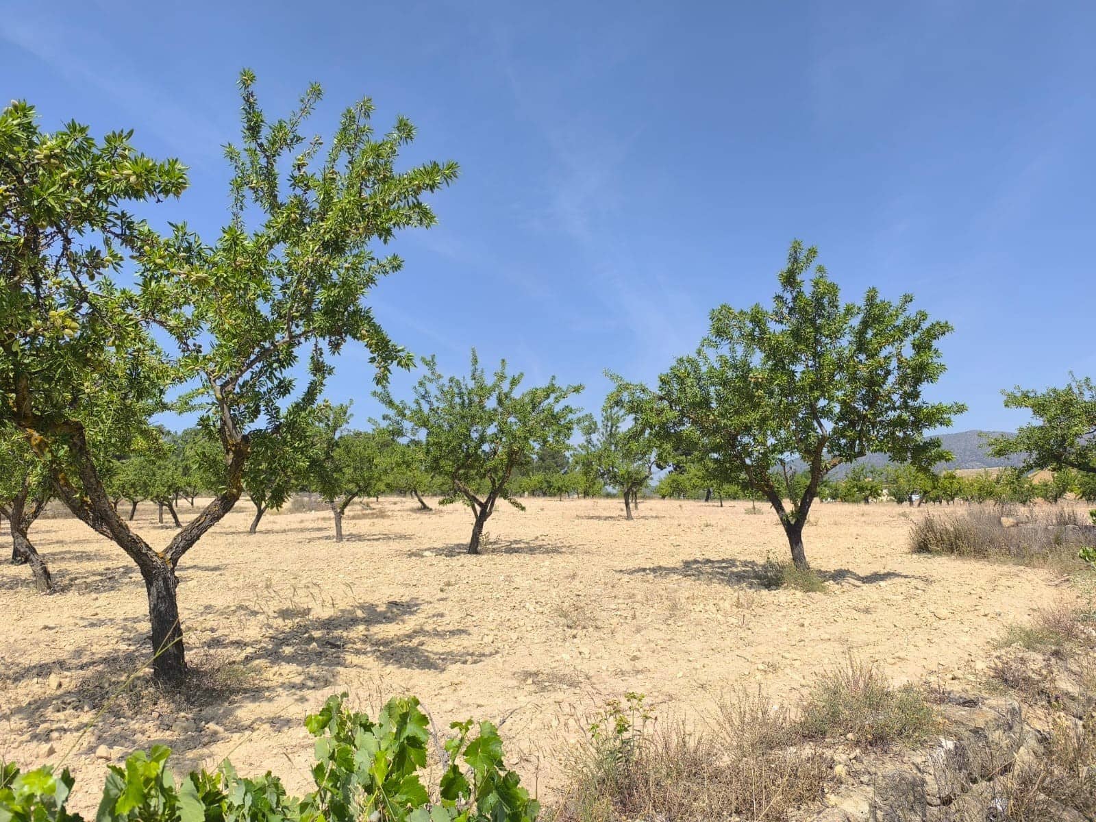 Grunde uden byggetilladelser til salg i Monovar / Monover - € 37.500 (Ref: 9053604)