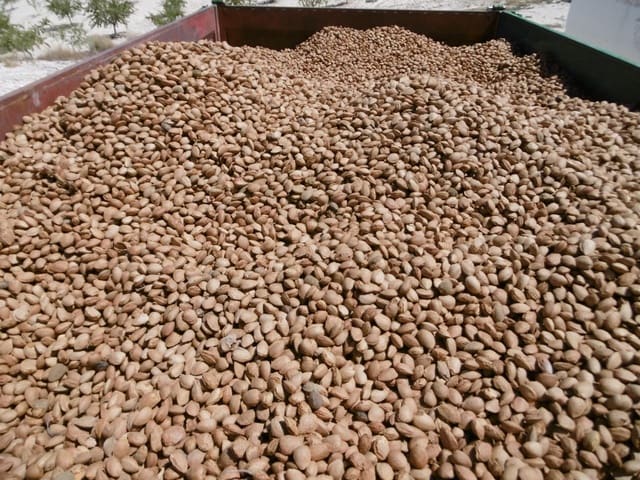 Undeveloped Land for sale in Jumilla - € 525,000 (Ref: 9061813)