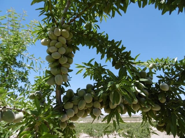 Undeveloped Land for sale in Jumilla - € 525,000 (Ref: 9061813)