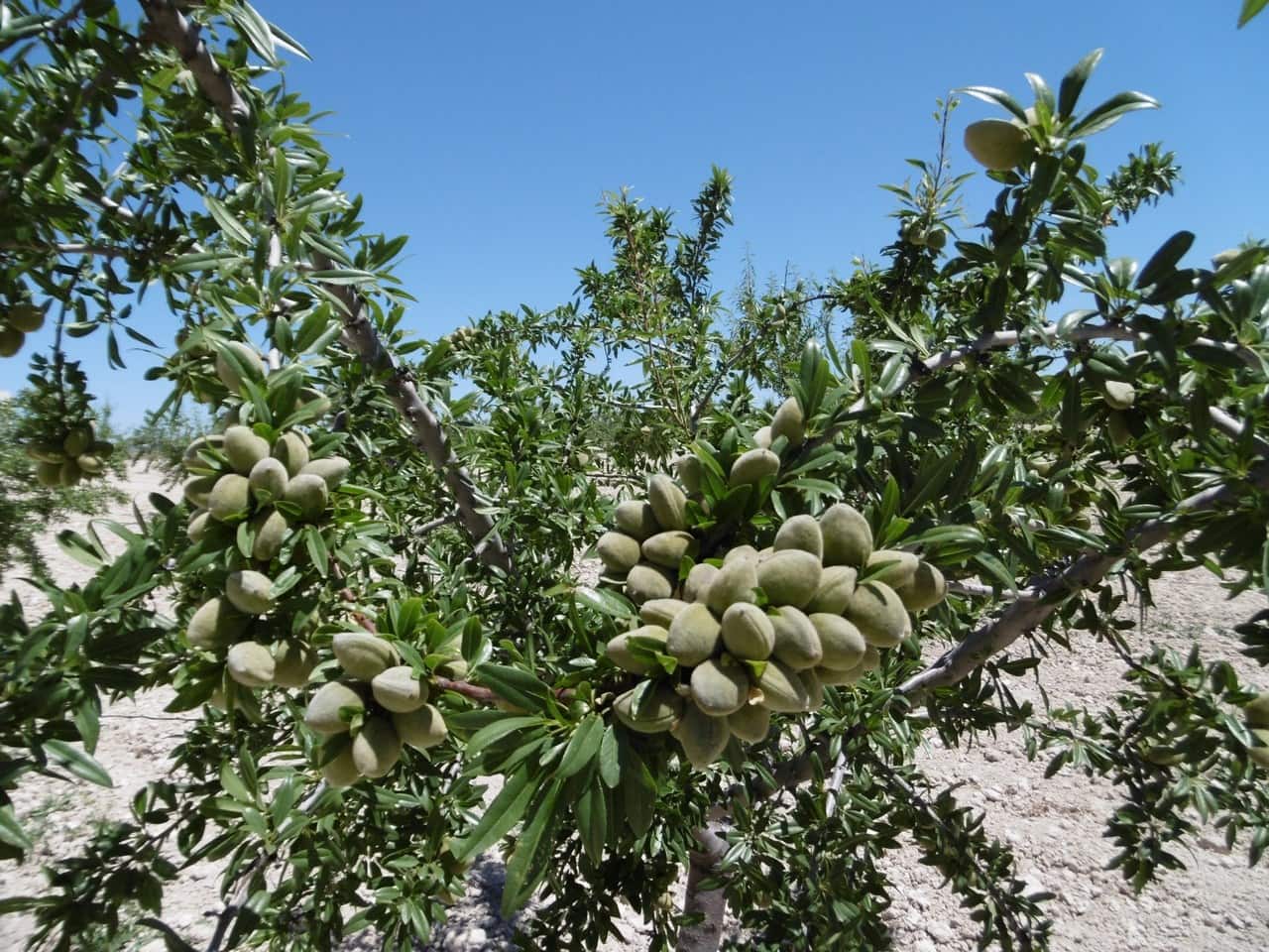 Grunde uden byggetilladelser til salg i Jumilla - € 525.000 (Ref: 9061813)