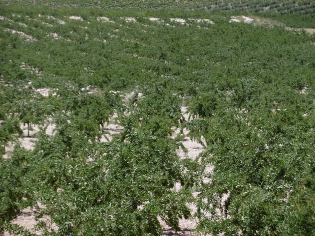 Undeveloped Land for sale in Jumilla - € 525,000 (Ref: 9061813)