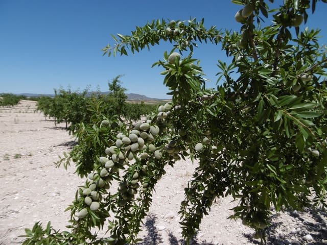 Undeveloped Land for sale in Jumilla - € 525,000 (Ref: 9061813)