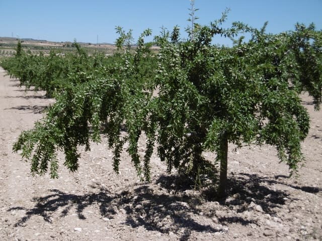 Undeveloped Land for sale in Jumilla - € 525,000 (Ref: 9061813)