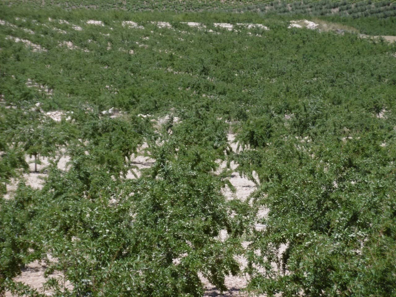 Terre non Aménagée à vendre à Jumilla - 525 000 € (Ref: 9061813)