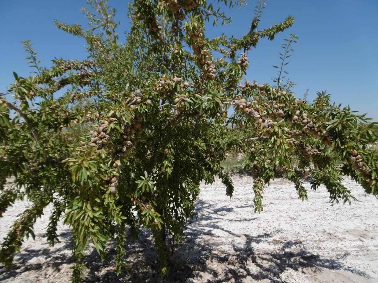 Terre non Aménagée à vendre à Jumilla - 525 000 € (Ref: 9061813)